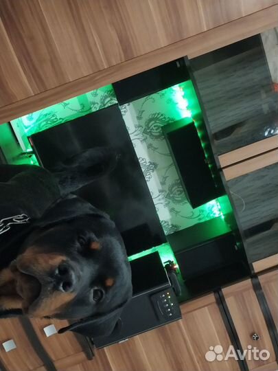 Отдам в хорошие руки собаку