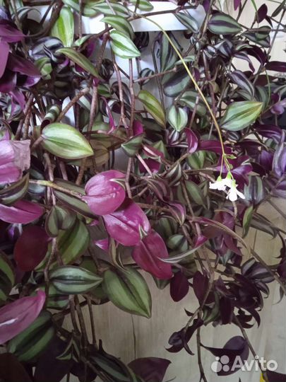 Отростки Традесканция