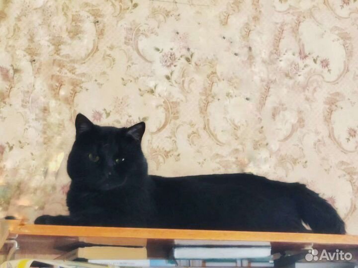 Кот