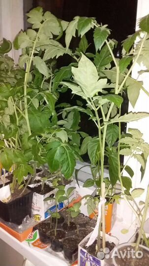 Рассада помидоров 23р
