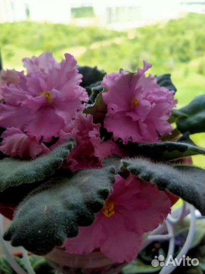 Фиалки цветущие в горшке