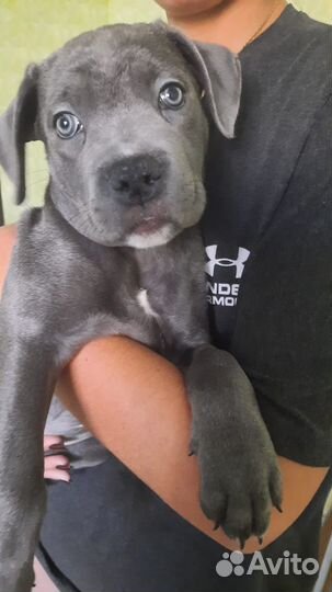 Продаются щенки Кане Корсо