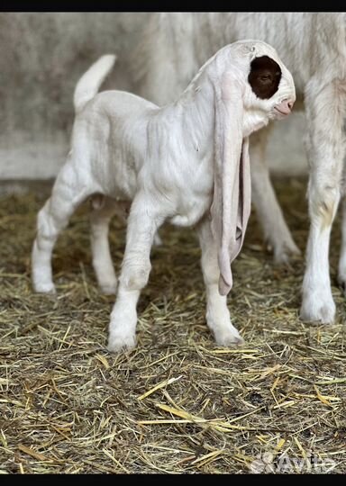 Козы гулаби