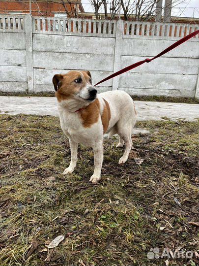 Собачка Коровка ждёт семью в приюте