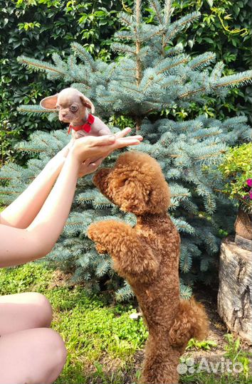 Крошка на ладошке. Лиловая малышка