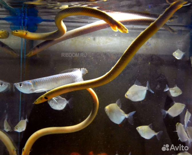Рыба змея экзотика Аквариумные рыбки и растения