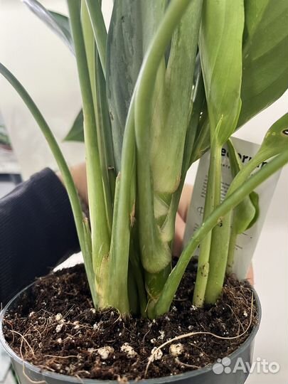 Аглаонема сильверадо