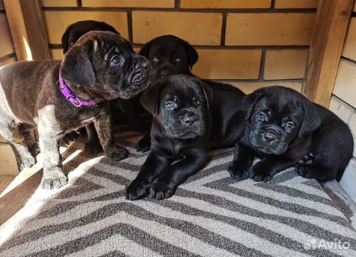 Щенки кане корсо