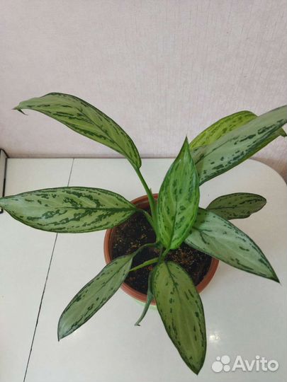 Аглаонема Мария