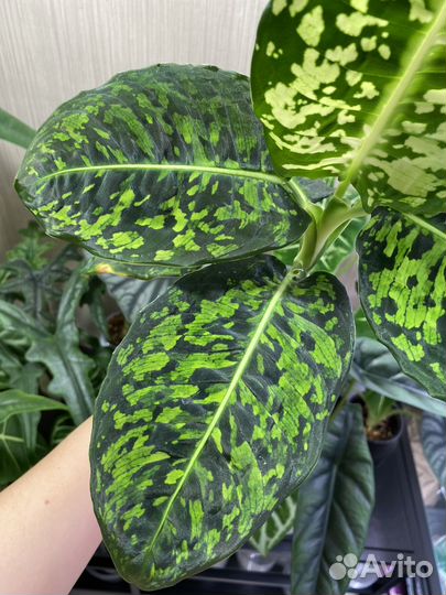 Ароидные (обновлено)