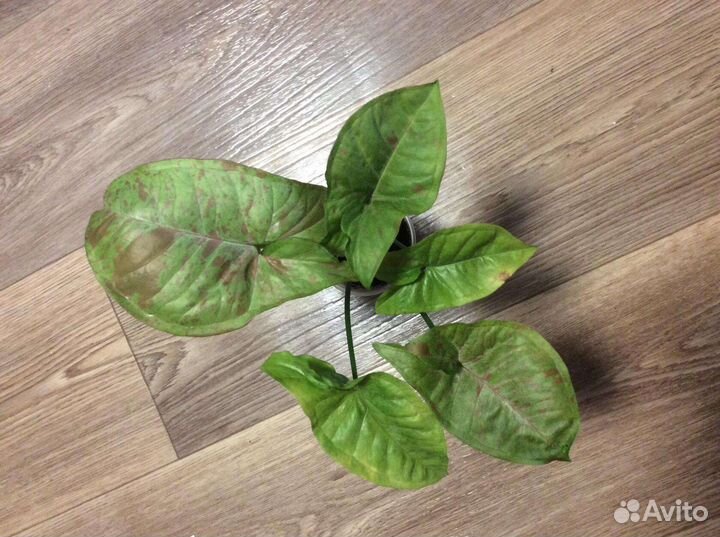 Сингониумы