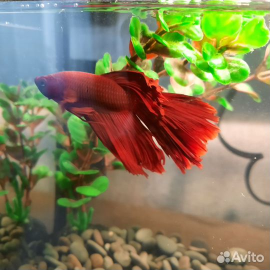 Аквариумные рыбки петушок