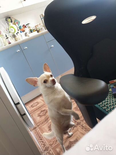 Вязка чихуахуа