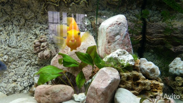 Обслуживание аквариумов