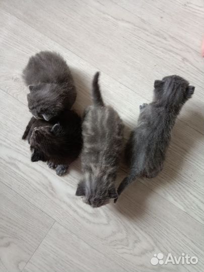 Котята в дар