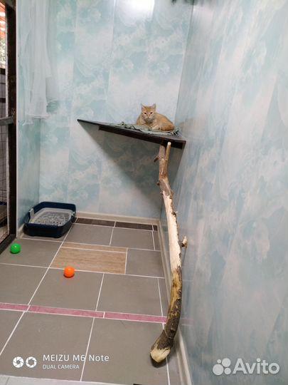 Зоогостиница для кошек