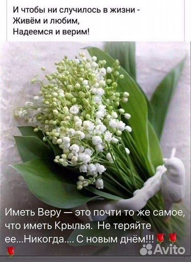 Цветы многолетники