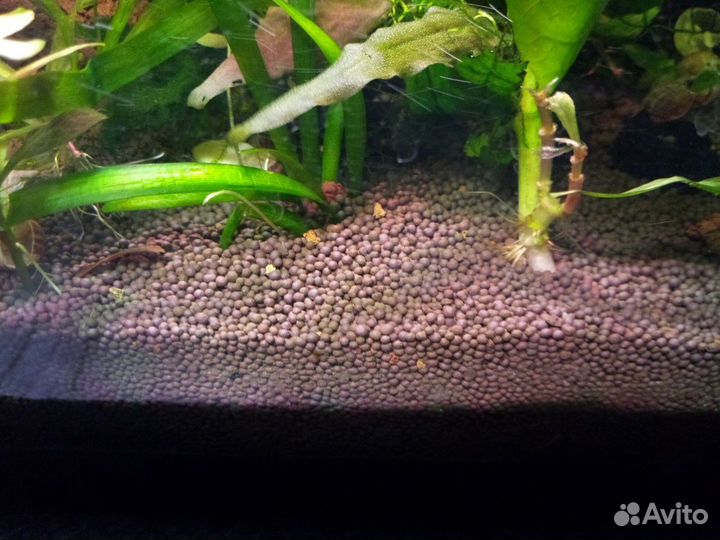 Аквариумные растения