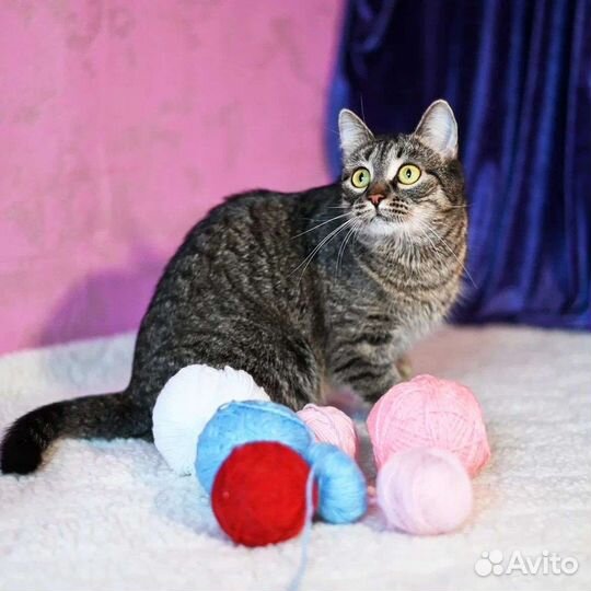 Кошечка в дар