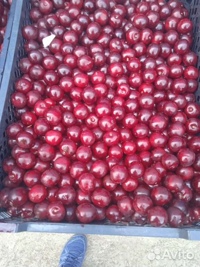 Вишня ягода свежая