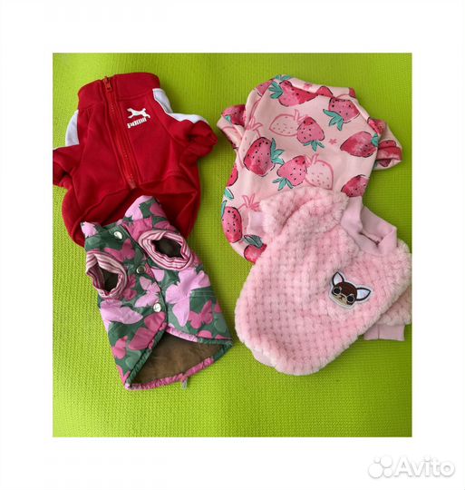 Одежда обувь для собак