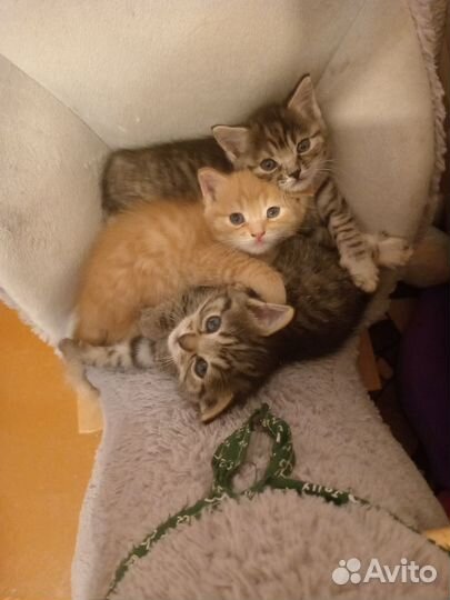 Отдам котят в добрые руки. Возможна доставка