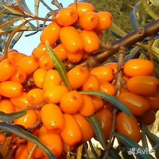 Саженцы крупной облепихи