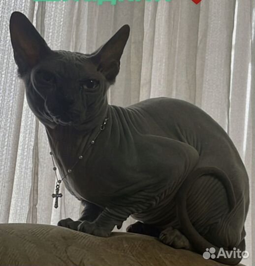 Донской сфинкс