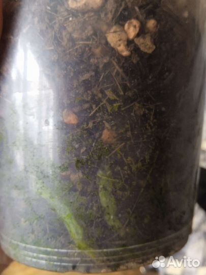 Орхидея фаленопсис OX Honey или Сорренто