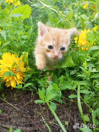 Рыжий котенок