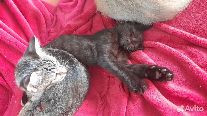 Отдам в добрые руки