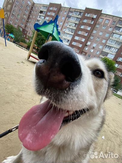 Собака