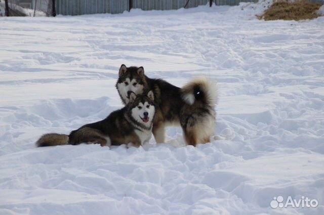 Аляскинский маламут щенки и подростки