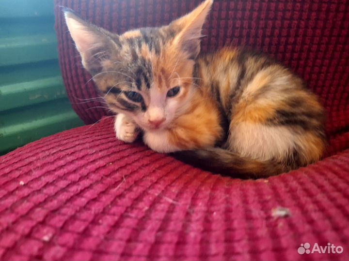 Котята мейн-кун метис