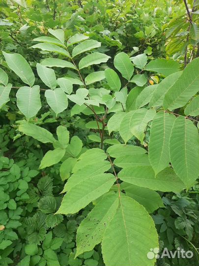 Саженцы деревьев для сада