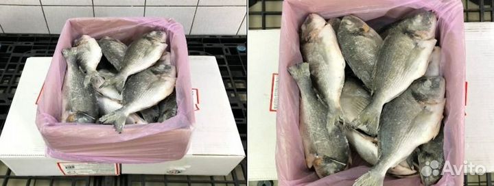 Оптовые поставки морепродуктов