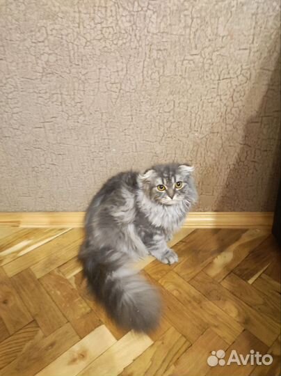 Продам котенка