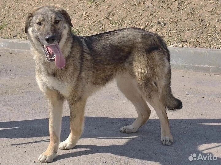 Пёс Финик в дом