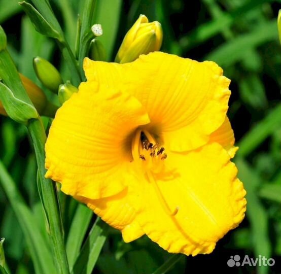 Лилейники Техас Санлайс