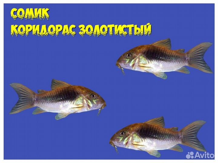 Коридорас золотистый, анубиас, моллинезия жёлтая