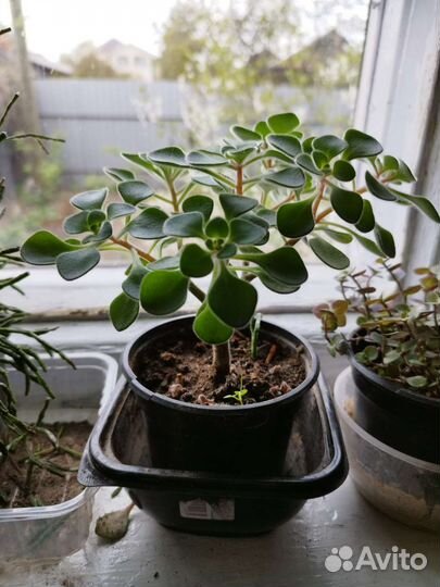 Цветы Аихризонт