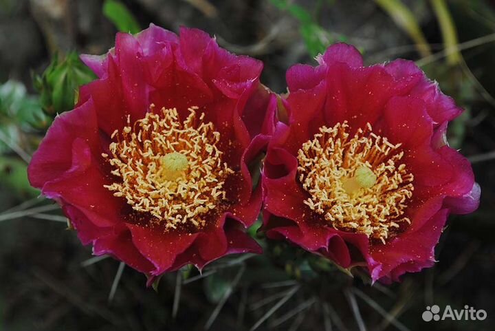 Опунция каманчская, форма красная