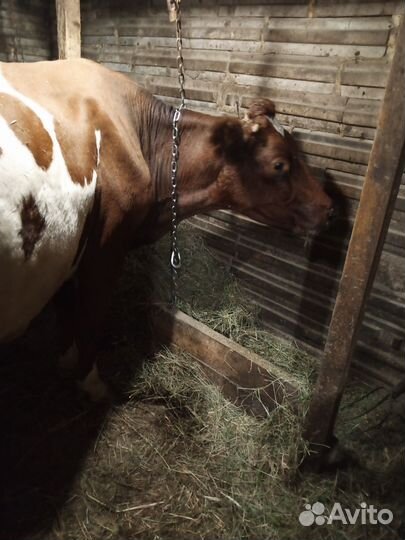 Айширская корова