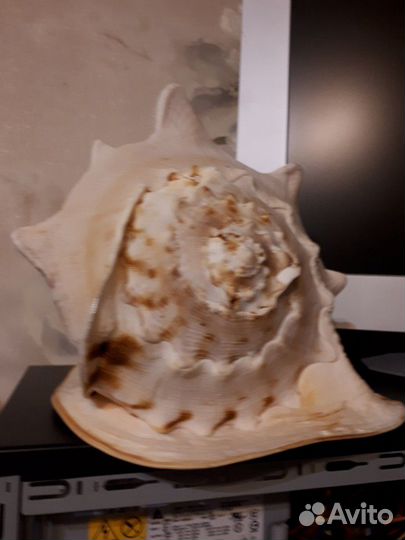 Огромная ракушка