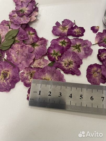 Сухоцветы для творчества