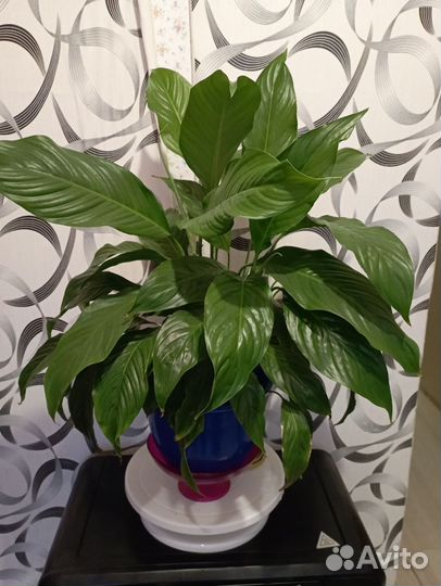 Спатифиллум