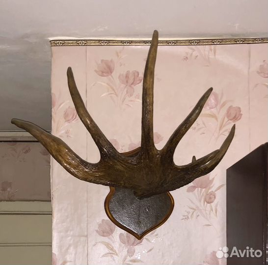 Рога лося. Элемент интерьера