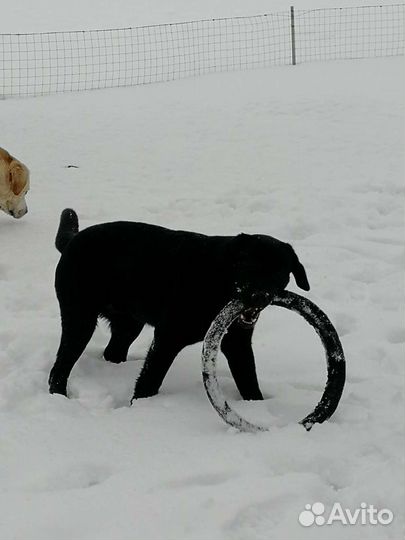 Лабрадор для вязки