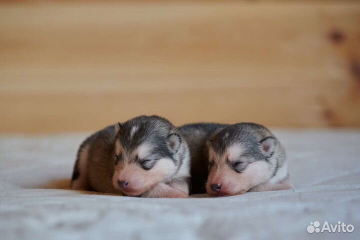 Аляскинский маламут