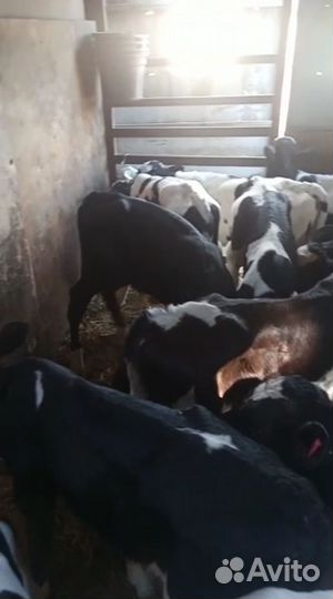 Телята бычки